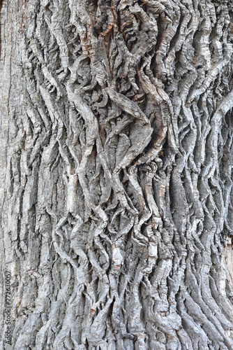Textured surface of perennial oak bark in the forest. tree bark background.