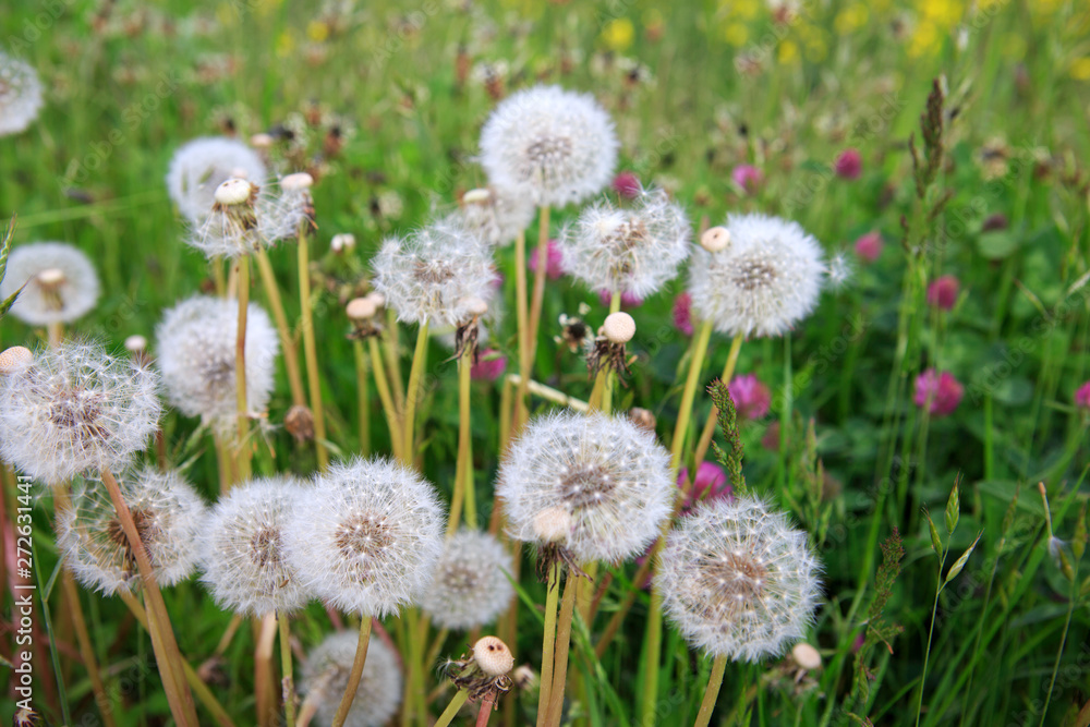 Macro shot on dandelion flowers isolated on green. Macro shot on dandelion flowers isolated on green.