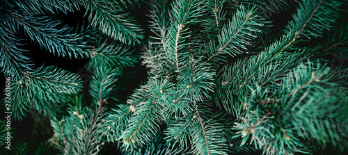 Christmas  Fir tree  Background. Pine tree brunch close up. Green spruce