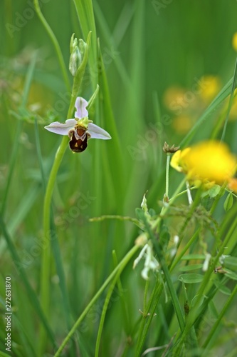 Bienen-Ragwurz (Ophrys apifera) © Schmutzler-Schaub