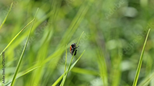 Ameisensackkäfer (Clytra laeviuscula)