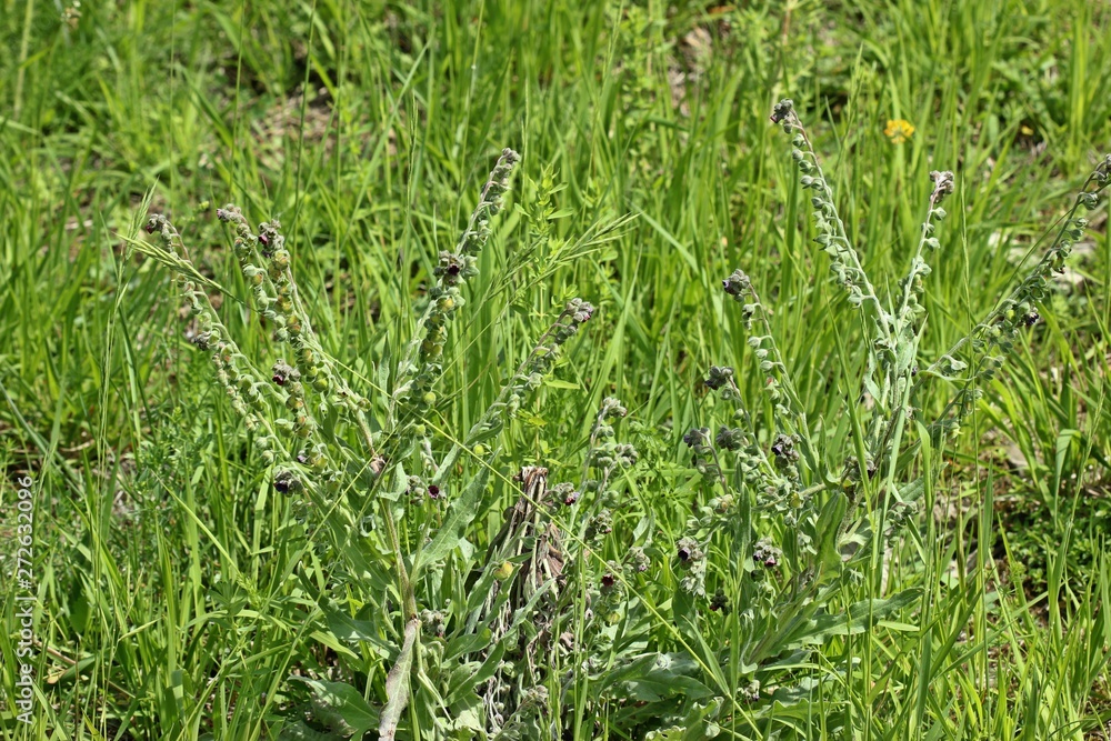 Gewöhnliche Hundszunge.(Cynoglossum officinale) Gewöhnliche Hundszunge.(Cynoglossum officinale)