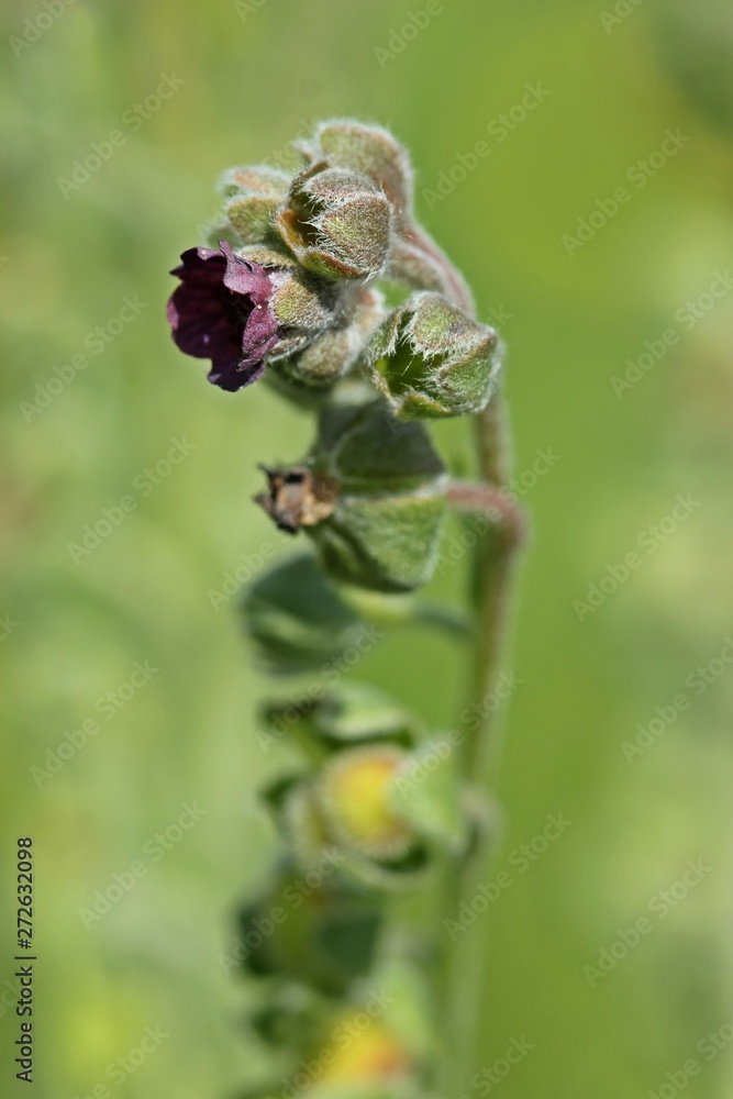 Gewöhnliche Hundszunge (Cynoglossum officinale) Gewöhnliche Hundszunge (Cynoglossum officinale)