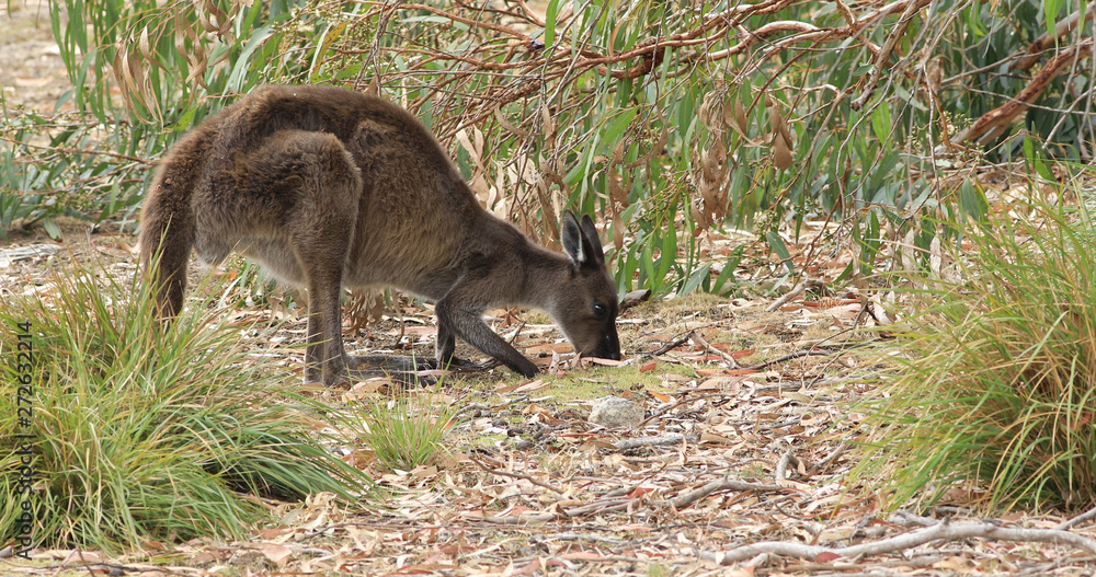 Red Kangaroo, Macropus rufus, grazing Red Kangaroo, Macropus rufus, grazing