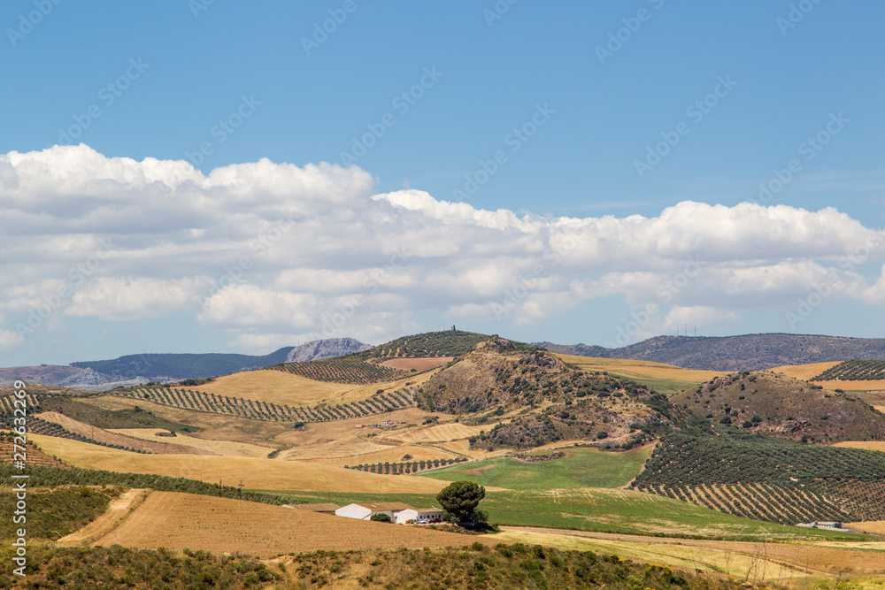 Agricultural landscape in inland Andalucia with olive trees and mountains in the background