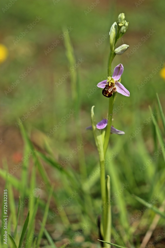 Bienen-Ragwurz (Ophrys apifera) Bienen-Ragwurz (Ophrys apifera)