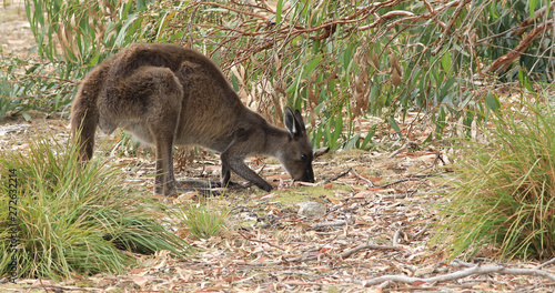 Red Kangaroo  Macropus rufus  grazing