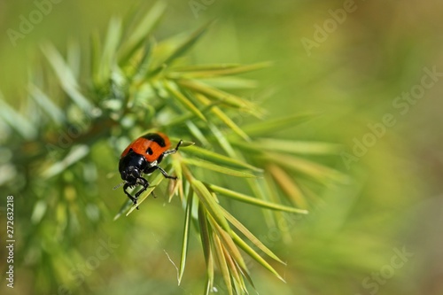 Ameisensackkäfer (Clytra laeviuscula)