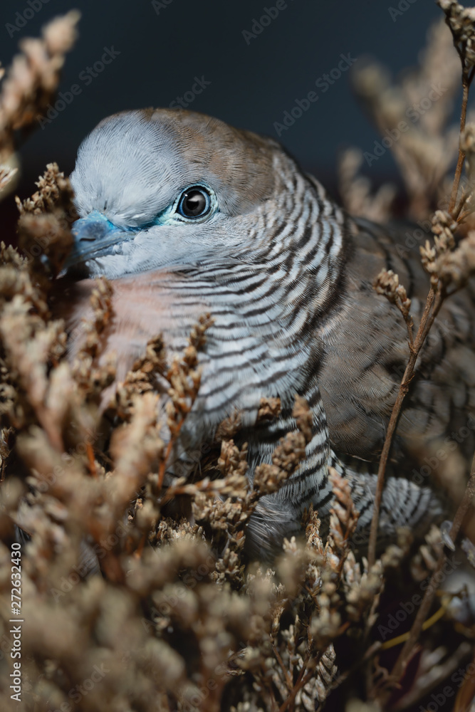 Fototapeta premium Zebra dove (Geopelia striata) in tropical forest ,traditional pet of Asia.