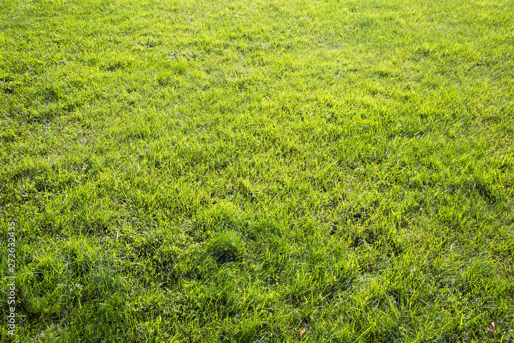 Obraz premium Green grass.