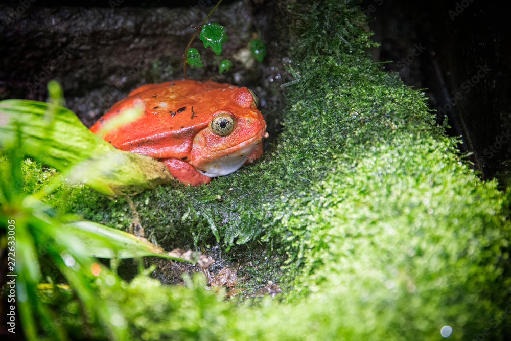 Fototapeta premium Red toad