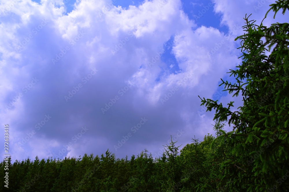 Obraz premium Summer landscape, forest