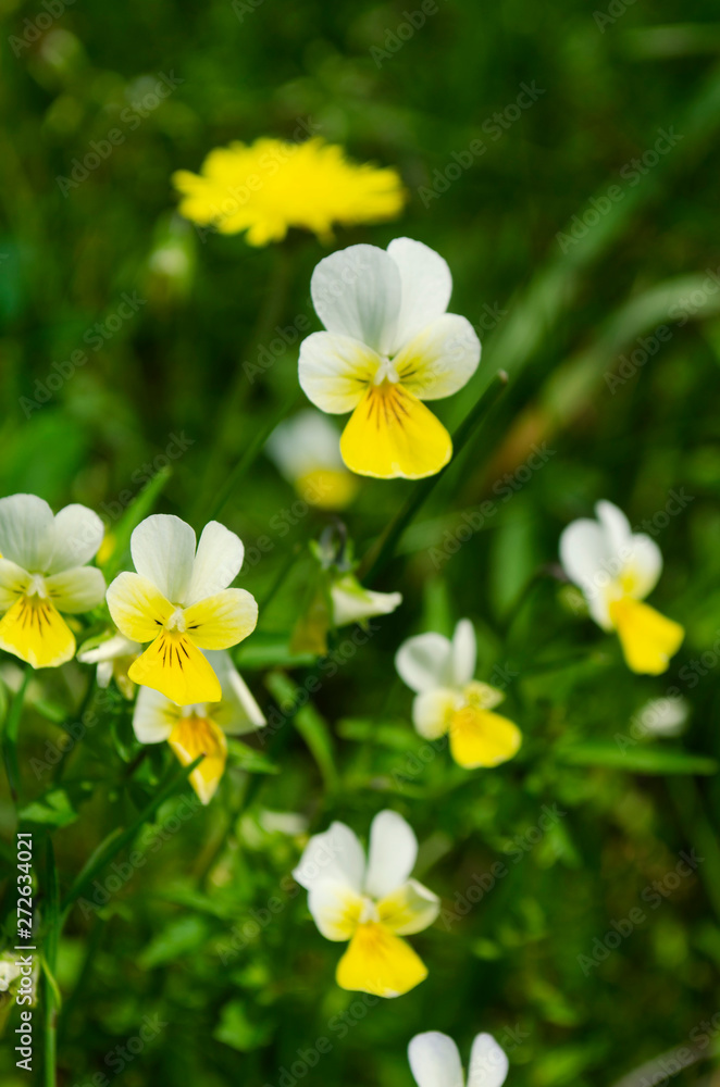 yellow flowers in the garden yellow flowers in the garden