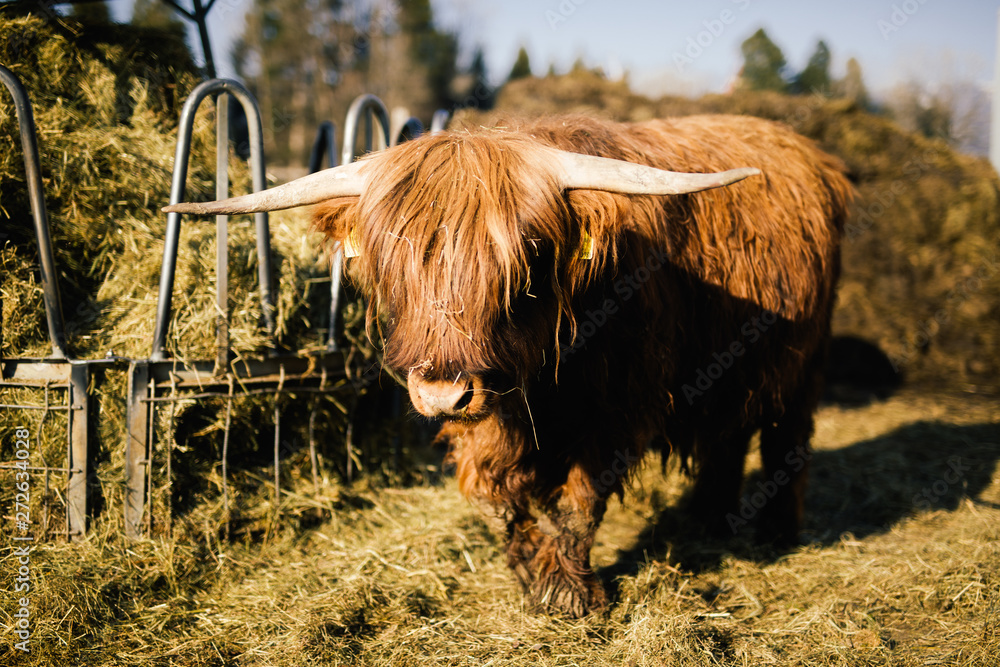 Furry highland cow