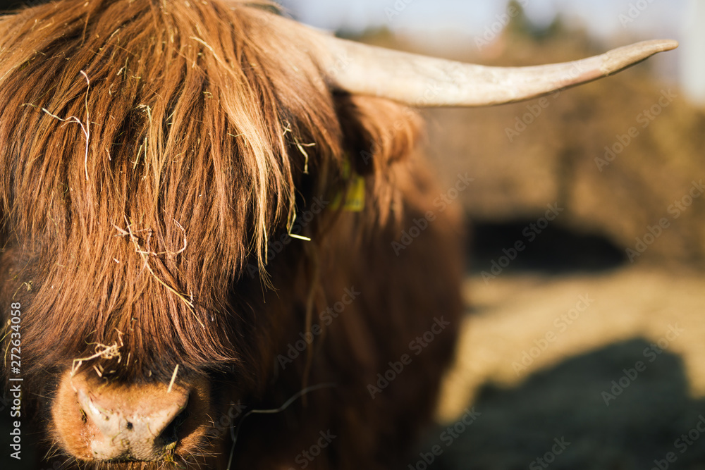 Furry highland cow