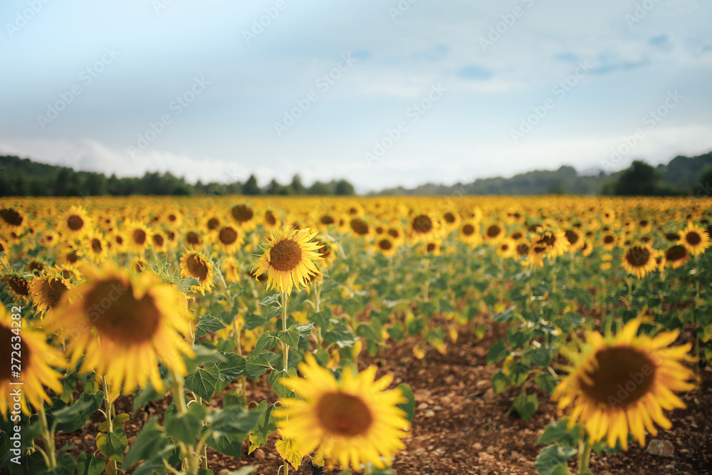 Sunflower field with a light blue sky