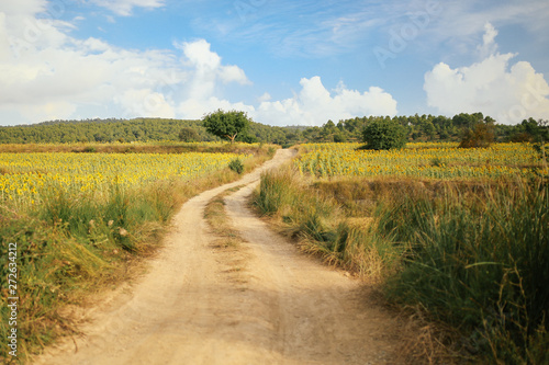 Obraz na płótnie A field path between green and yellow fields with trees w salonie