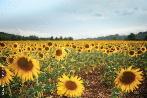 Obraz na płótnie Sunflower field with a light blue sky w salonie