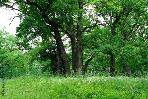 Summer landscape, forest