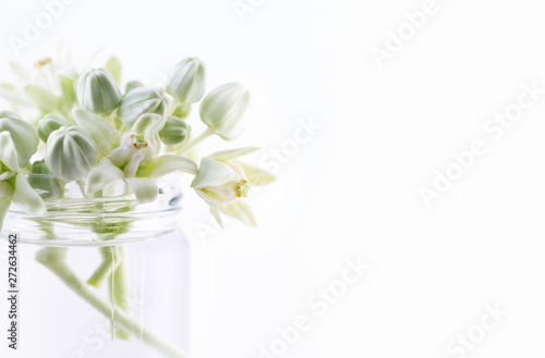 Close up and selective focus of . Calotropis Gigantea or white crown flower.