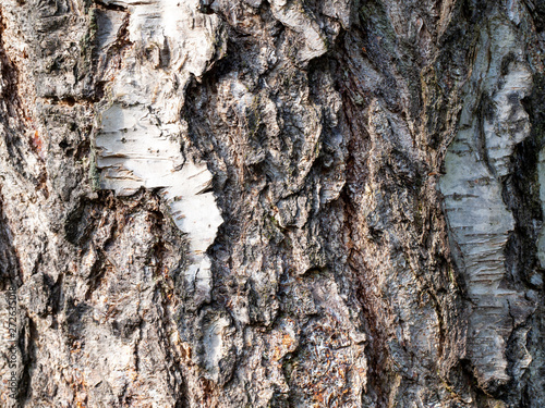 Texture of a birch bark.