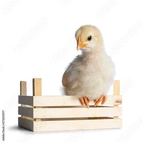 Cute baby chick sitting on edge of little wooden crate, facing front. looking down. isolated on a white background. © Nynke
