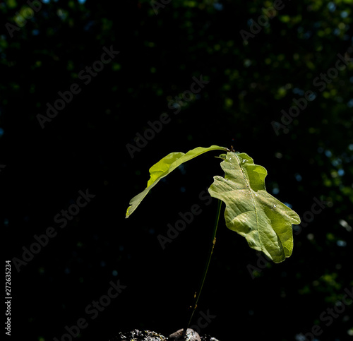 Young oak sprout on green natural background