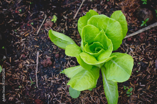 butterhead lettuce on organic vegetables salad food background