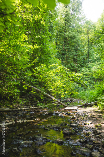 Bunchiha river flowing in the forest