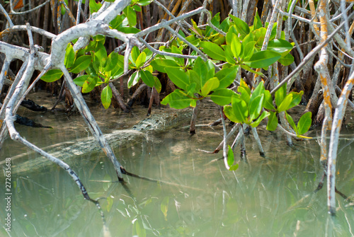 Alligator hidden in the vegetation of the biosphere of Sian Ka'an nature reserve