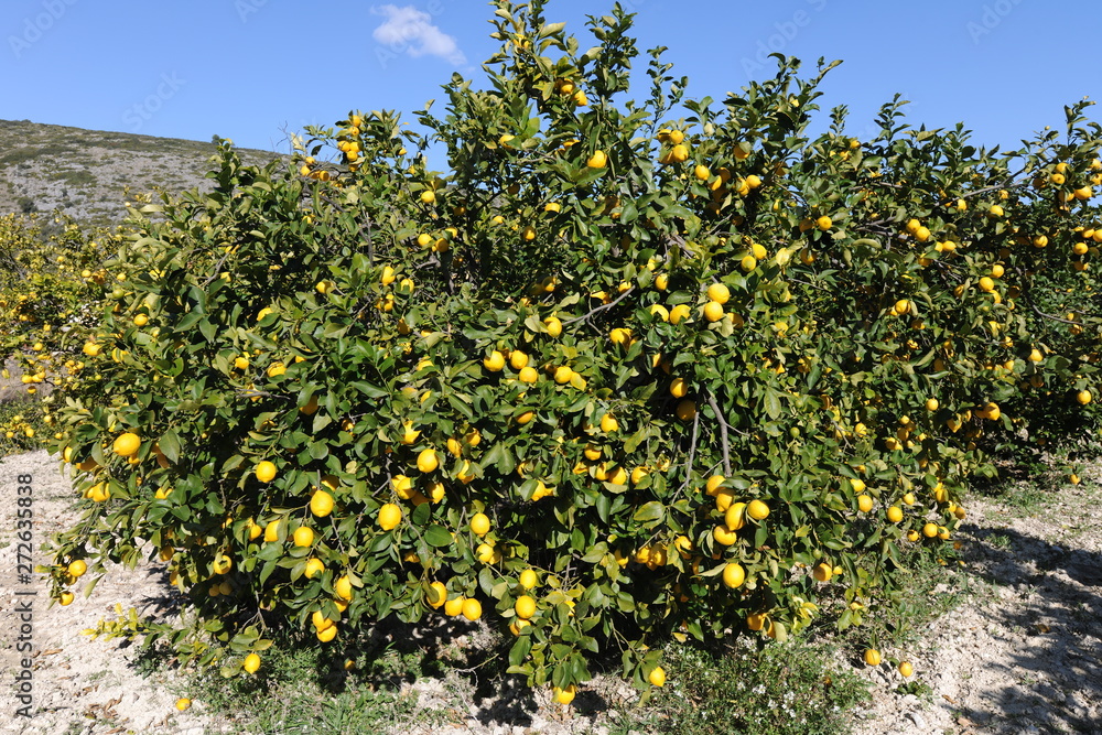 lemons on tree, in an orchard, Alicante Province, Spain