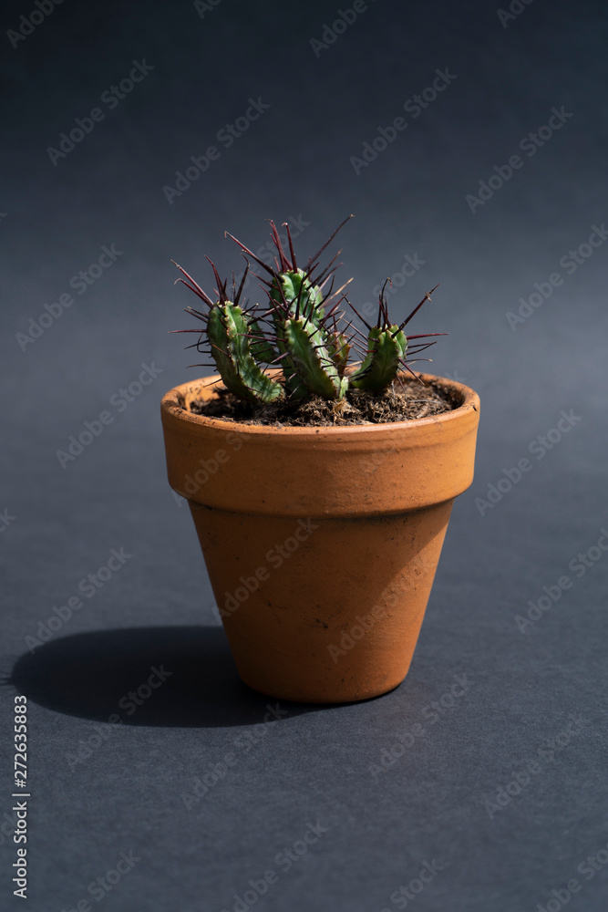 cactus in a pot cactus in a pot