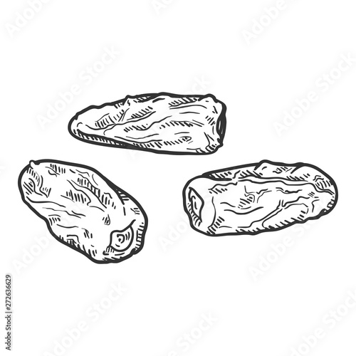 Vector Sketch Illustration - Date Fruit. Phoenix Dried Fruit.