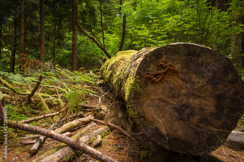 Fell Sitka