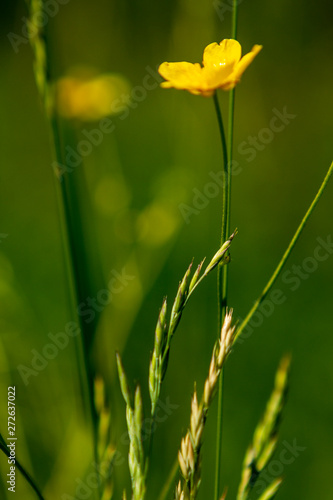 Yellow flower