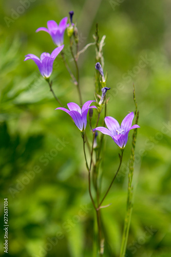 Blue flower
