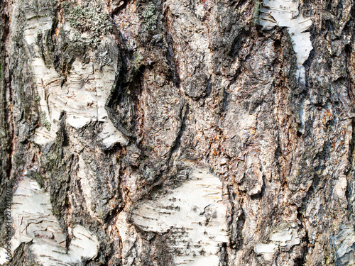 Texture of a birch bark.