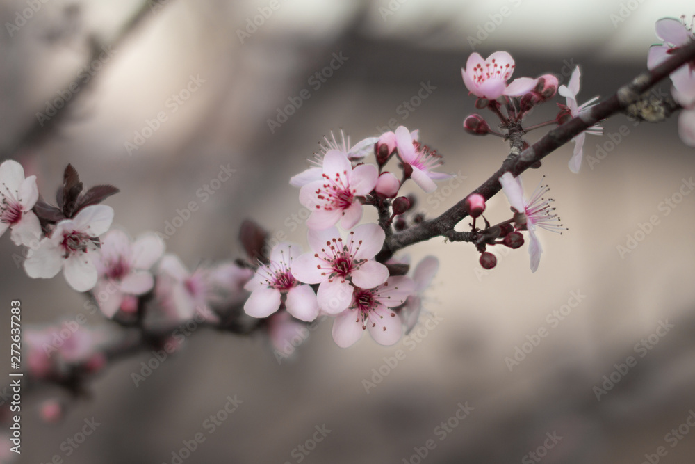Spring Spring
