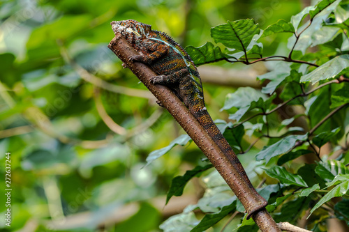 Collorfull Camelion from Masoala Madagaskar hanging tree photo