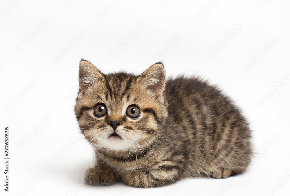 Fototapeta premium Portrait of a surprised cat Scottish Straight, closeup, isolated on white background