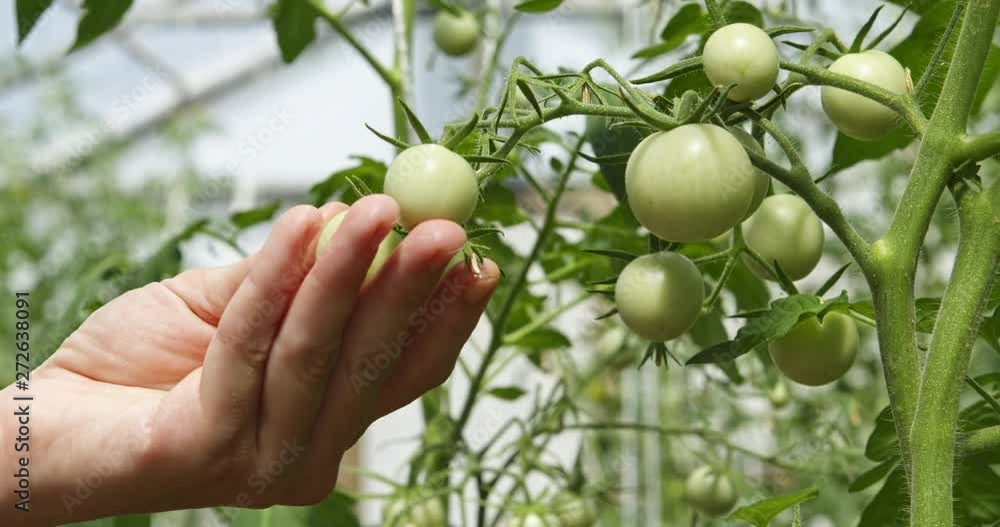 Woman farmer checking by hand bush with green tomatoes Woman farmer checking by hand bush with green tomatoes