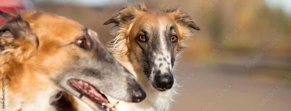 Fototapeta premium Portrait of the Russian greyhound outdoors in autumn