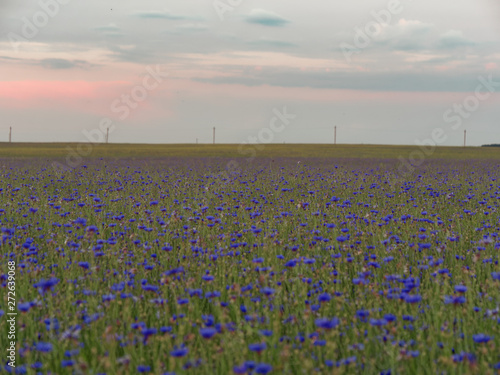 Wallpaper Mural cornflower field at sunset blue beautiful flowers Torontodigital.ca