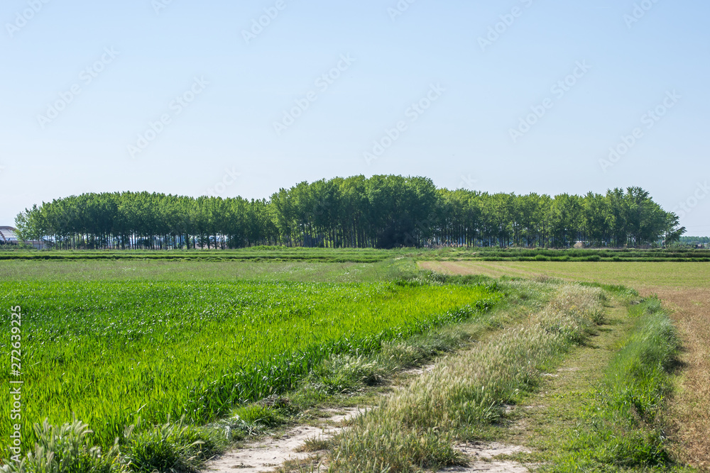 Landscape at Spring of nature park outdoors Landscape at Spring of nature park outdoors