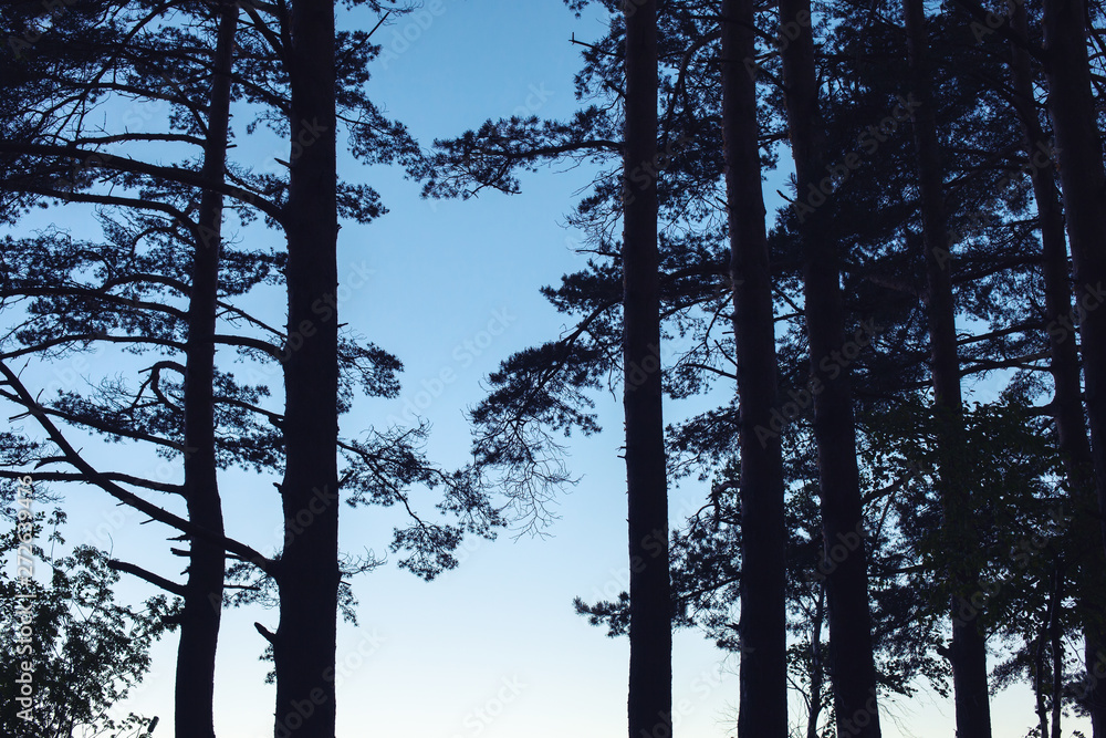 Silhouette of pine tree forest Silhouette of pine tree forest