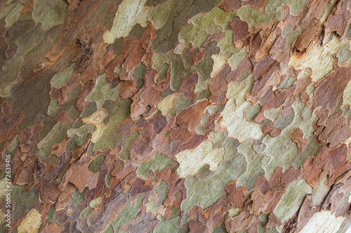 Canvas Print Patterned bark of London plane