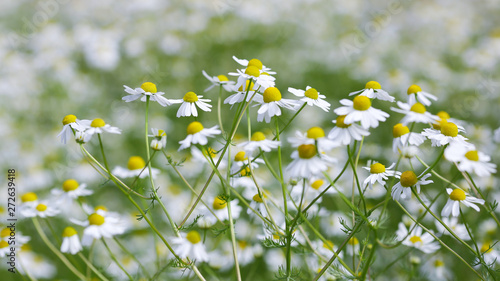 Daisy © liramaigums