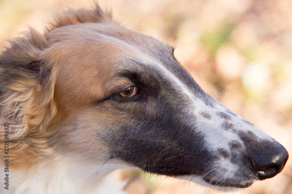 Portrait of the Russian greyhound outdoors in autumn Portrait of the Russian greyhound outdoors in autumn
