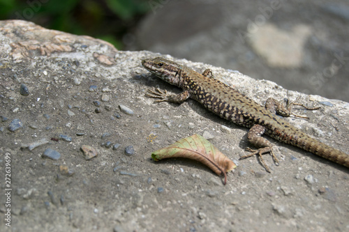 Little lizzard on the nature