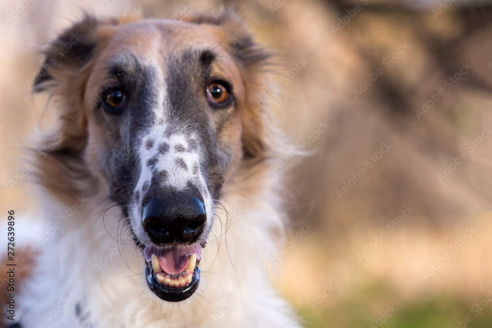 Portrait of the Russian greyhound outdoors in autumn
